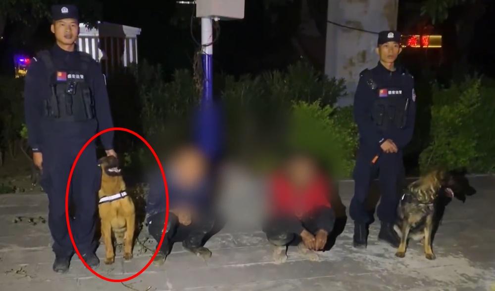 極君星任職警犬8年,參與偵破136宗案件。(微博)