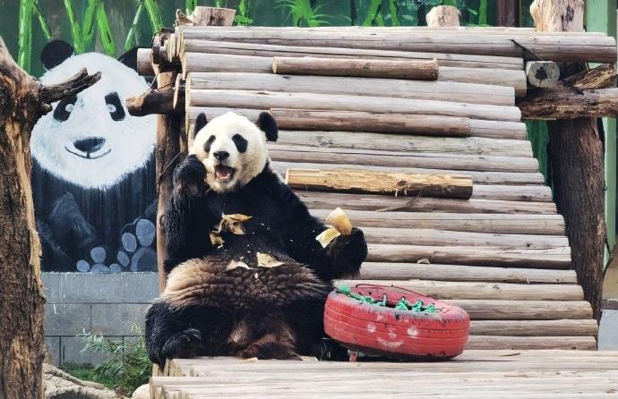 保育員指美靈每日要吃30公斤竹葉、20公竹竿、4個窩窩頭,還有1斤紅蘿蔔和少量蘋果。(微博)