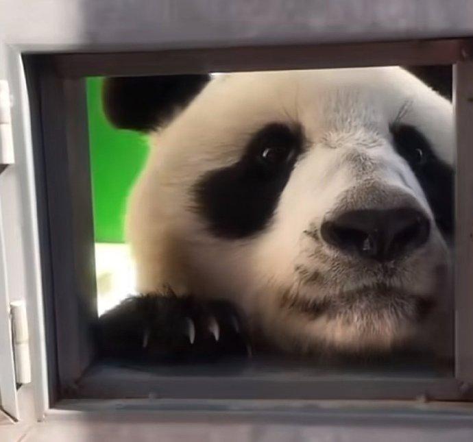 新小野已懂得五時三刻走到門前,推開小門向人類要吃。(微博)