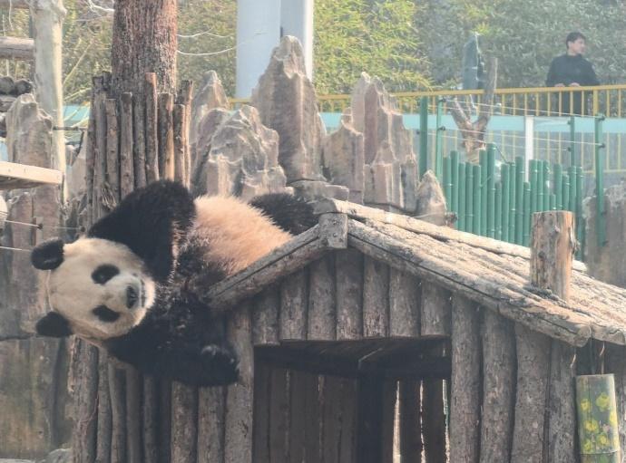 金虎活潑精靈愛狠分明。(微博)