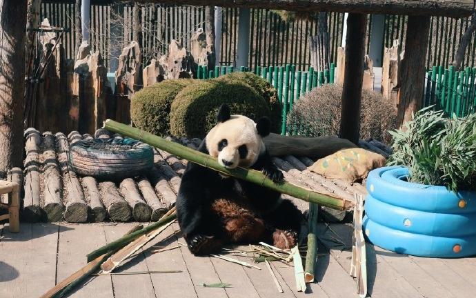 由於金虎的親戚眾多,本身要找個伴侶並非易事。(微博)