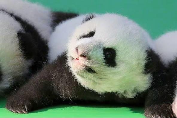 北俠小時候。(微博)