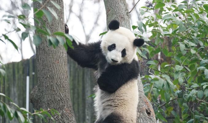 北俠近照。(微博)