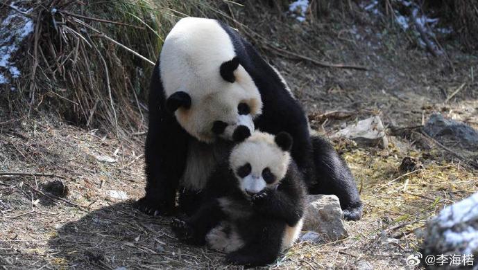 新妮兒與新小野。(微博)