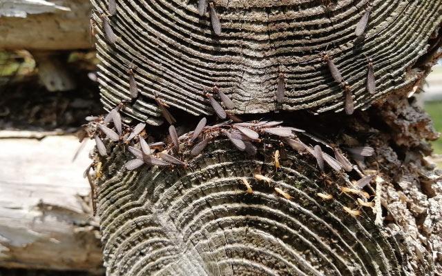 建立日常習慣,防止飛蟻入屋
