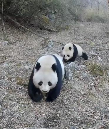 秦嶺拍到兩對野生大熊貓母子畫面。(微博)