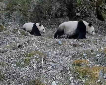 3月21日,這對大熊貓母子先後兩次出現於鏡頭。(微博)