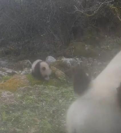 第二對母子的大熊貓BB更幼小。(微博)