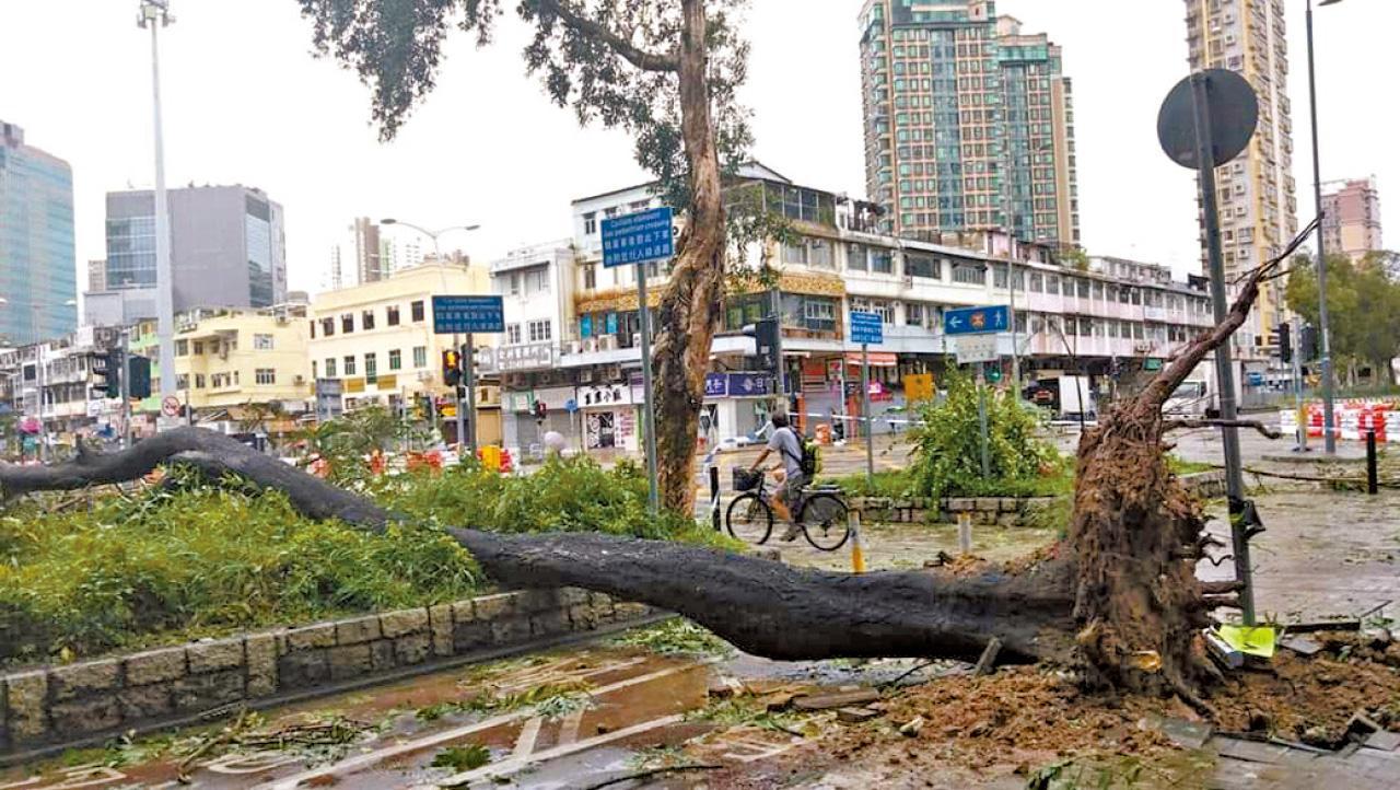 全港報告了超過3,000宗塌樹事件