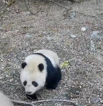 熊貓BB嬌小可愛,走起路來左右搖晃,緊緊地跟在媽媽的身後。(微博)
