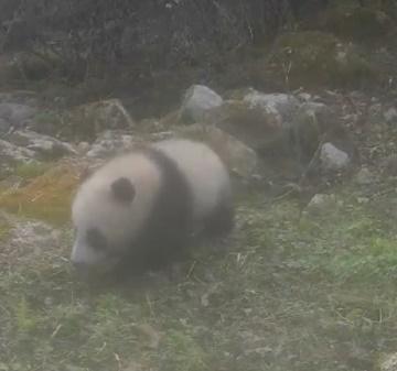 大熊貓BB就像一個露了餡的黑芝麻湯圓在地上滾動,令人融化。(微博)
