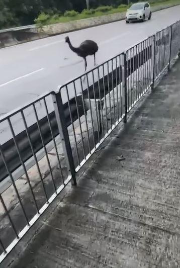 天水圍有澳洲鴕鳥「鴯鶓」馬路狂奔 屬流浮山私人農莊被尋回(網上短片截圖)