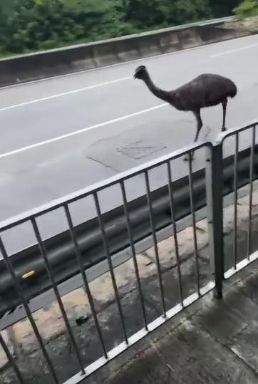 天水圍有澳洲鴕鳥「鴯鶓」馬路狂奔 屬流浮山私人農莊被尋回(網上短片截圖)