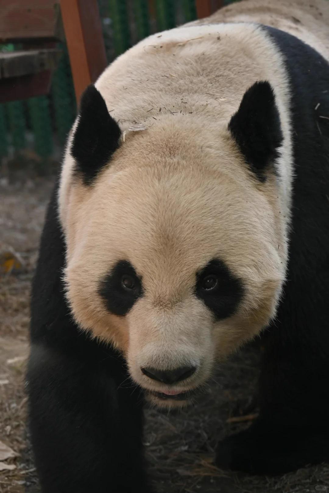 金虎長大。(微博)