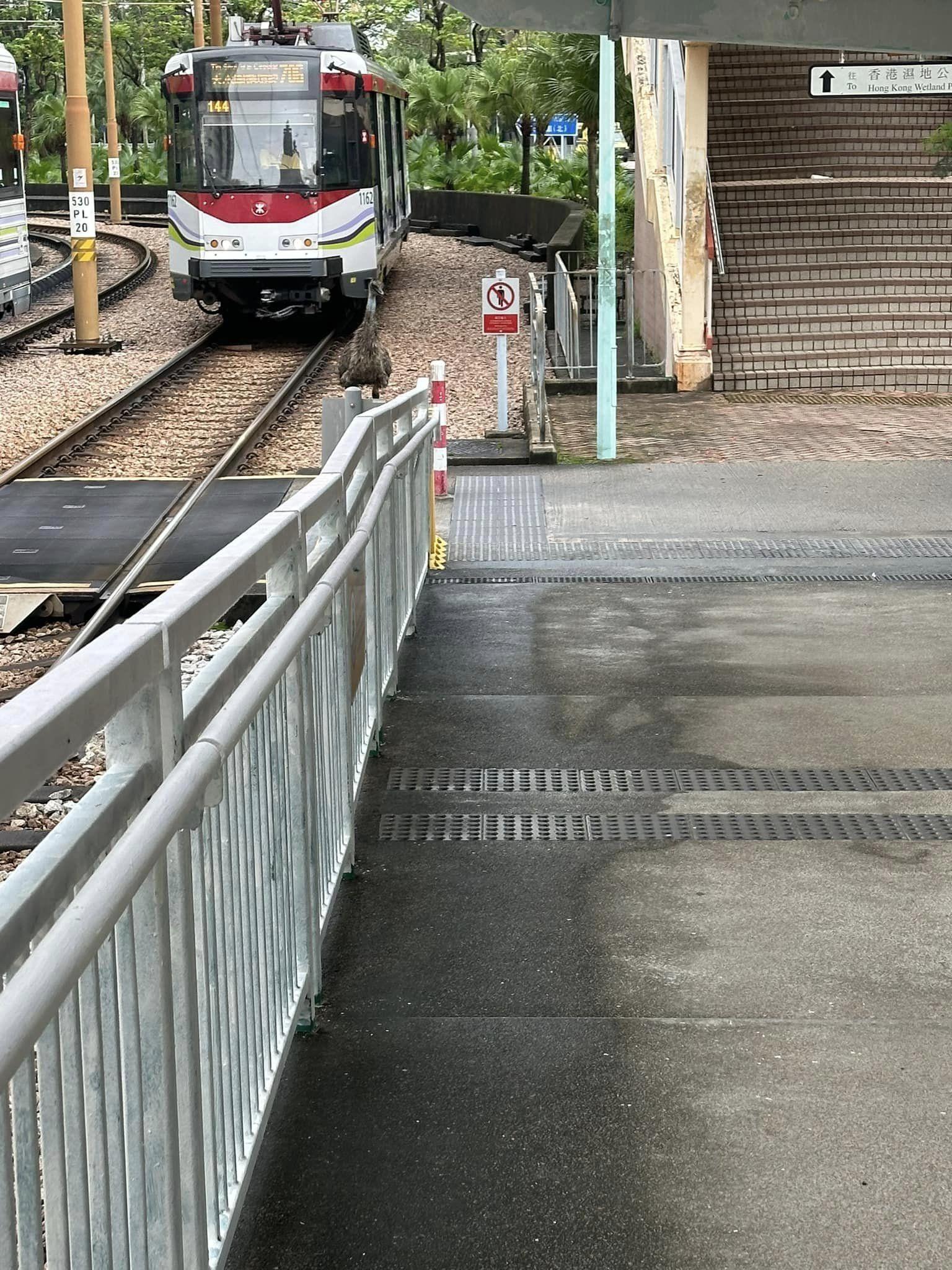 天水圍有澳洲鴕鳥「鴯鶓」馬路狂奔 屬流浮山私人農莊被尋回(facebook圖片)