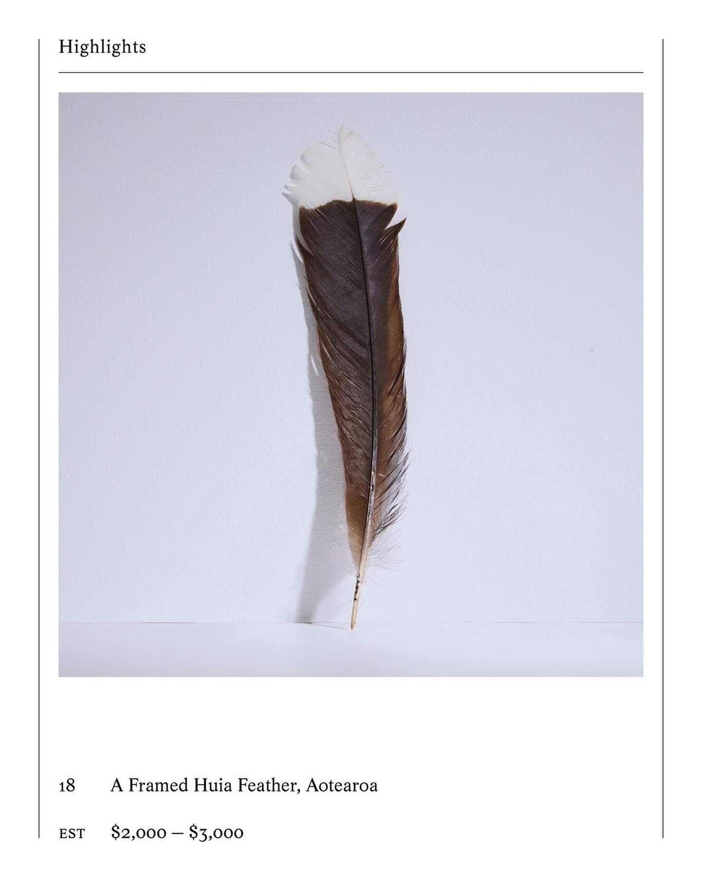 新西蘭拍賣行賣出世上最貴的羽毛。(網頁圖片)