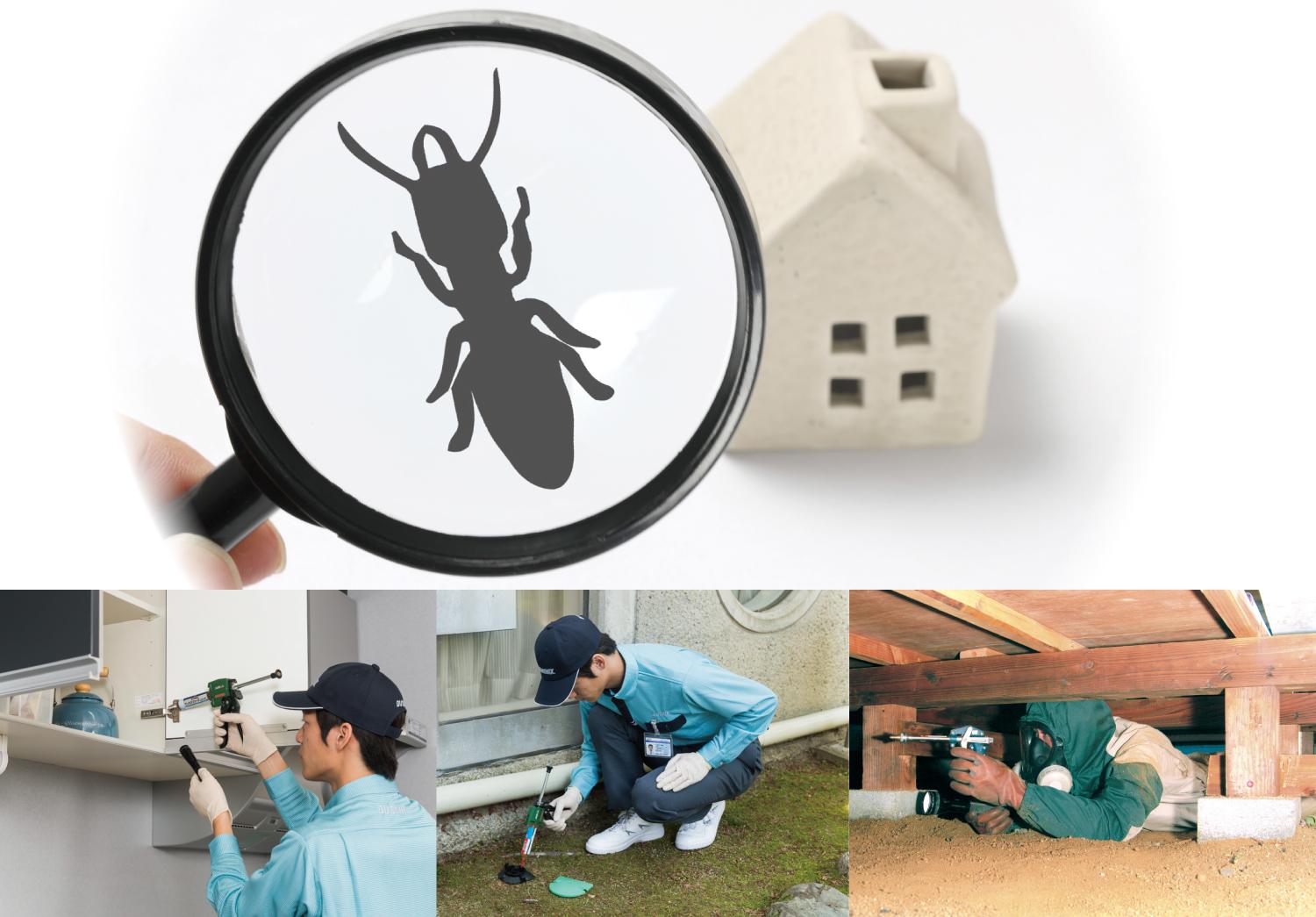 家中被白蟻入侵!怎麼辦?尋求滅蟲專家意見是上策