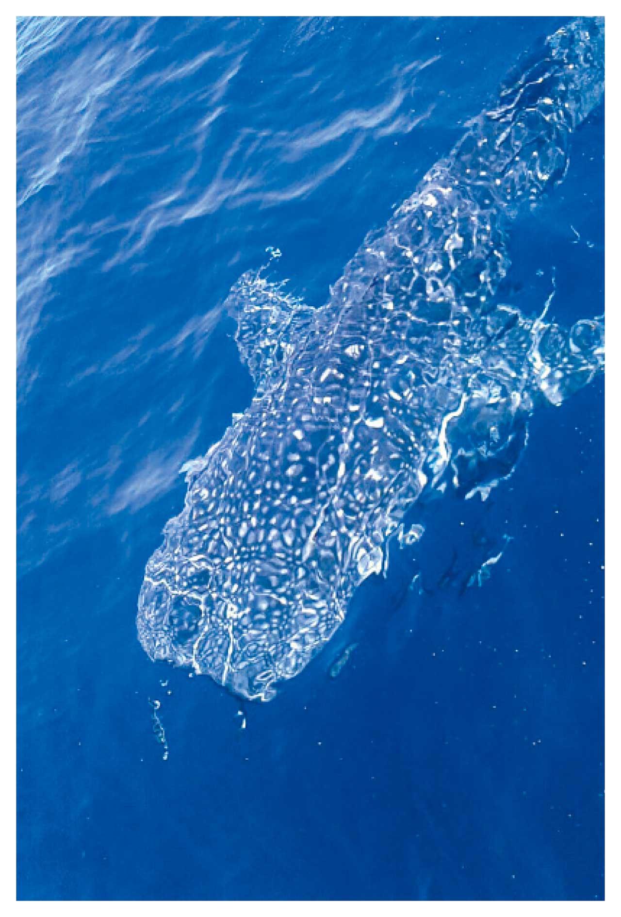 迎夏旅遊玩樂專輯