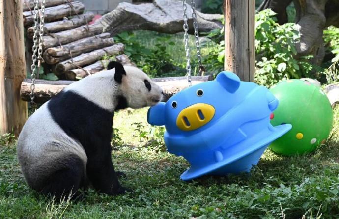 美靈是個調皮毛孩。(微博)