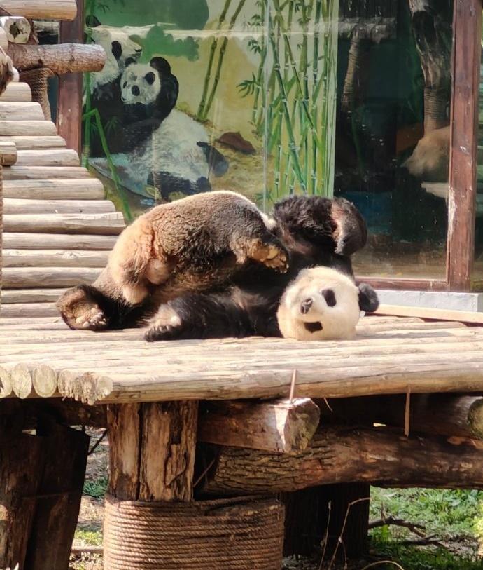 美靈是個調皮毛孩。(微博)