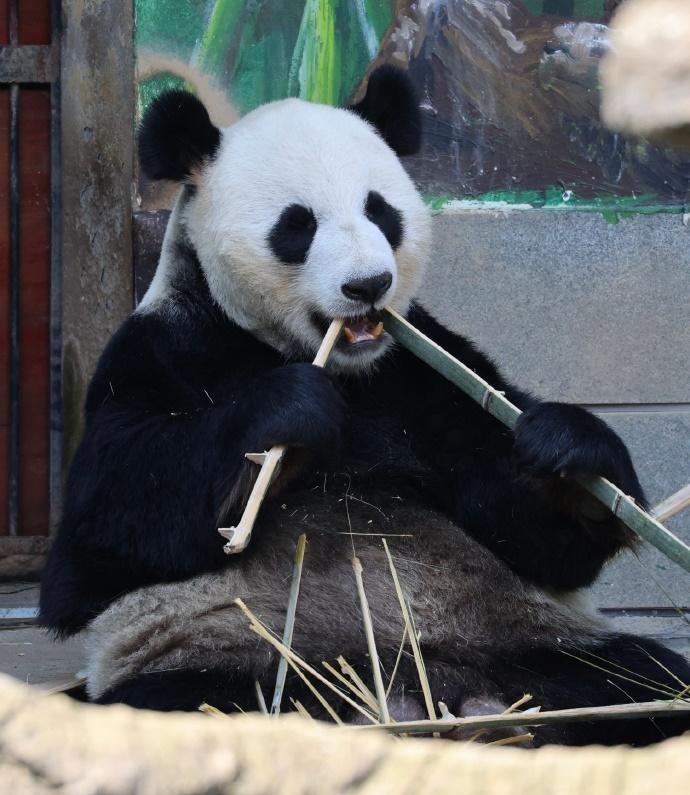 保育員指美靈每日要吃30公斤竹葉、20公竹竿、4個窩窩頭,還有1斤紅蘿蔔和少量蘋果。(微博)