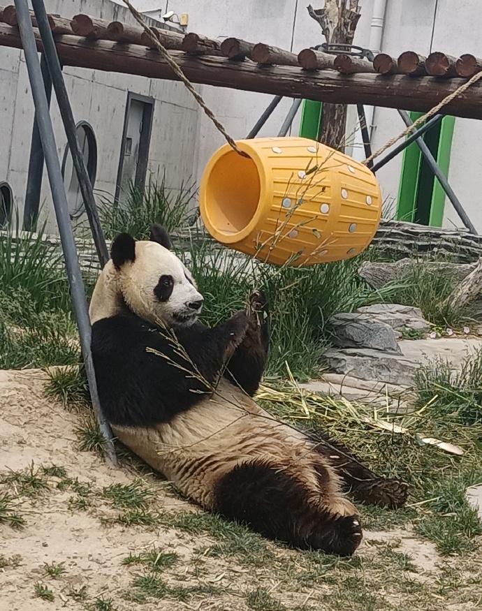 有哥哥的陪伴和保育員的呵護,新小野已適應圈養生活。(微博)