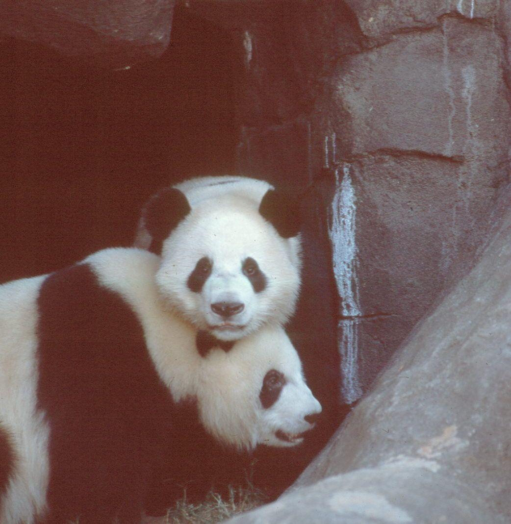 洋洋和倫倫。(微博)