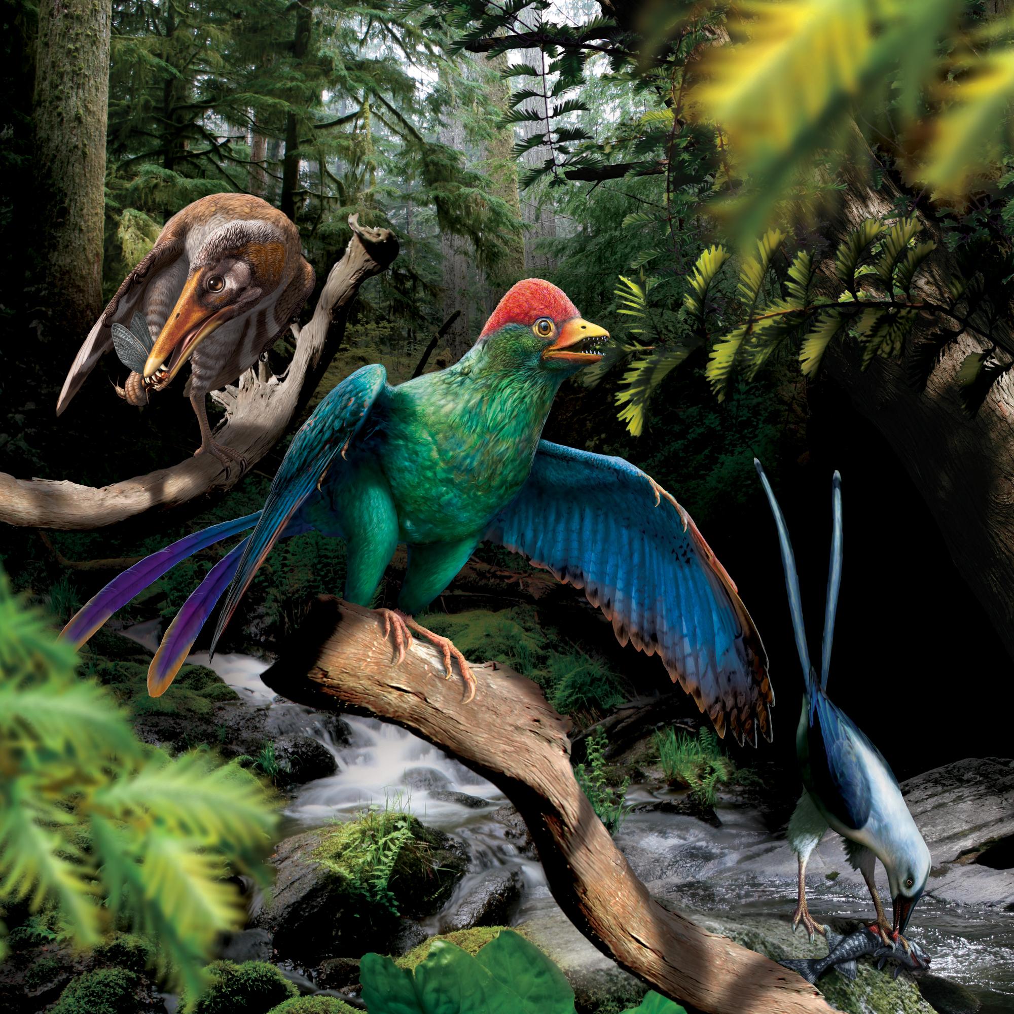 反鳥類曾於白堊紀早期,位於現今中國東北部的地域生活(Julius T. Csotonyi提供)