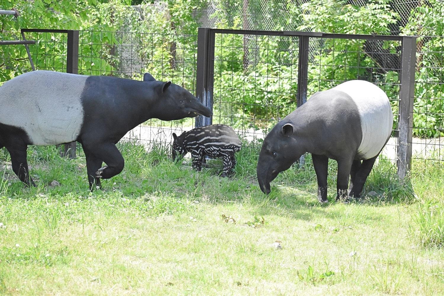 動物園內的馬來貘一家。(X)