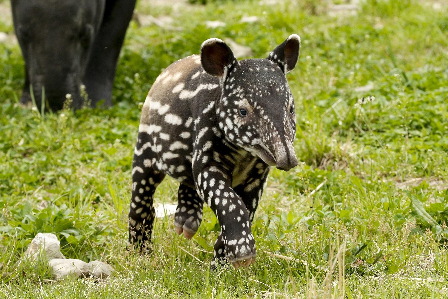 動物園內剛出產的馬來貘。(X)