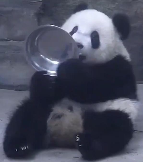 萌二小時候。(微博)