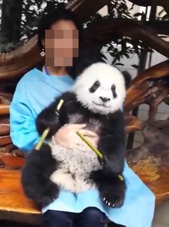 當時保育意識不足,萌二病還未好就要被遊客抱著拍照。(微博)