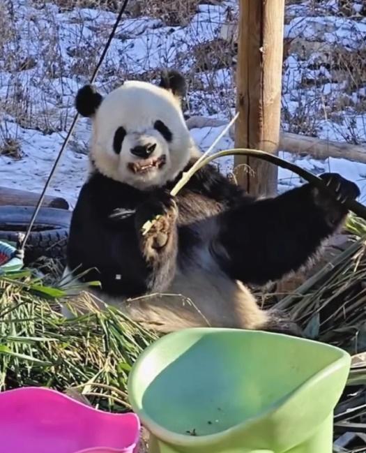 據說擘竹來自奶爸傳授。(微博)