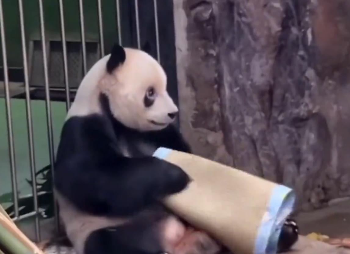 傳說萌二還從「黃蓮奶爸」身上學會摺蓆和曬被。(微博)