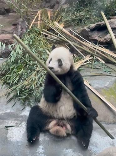 萌二自小飽受蟎蟲眼困擾。(微博)