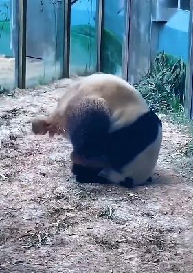 萌二的個性就是慢條斯理、內向乖巧。(微博)