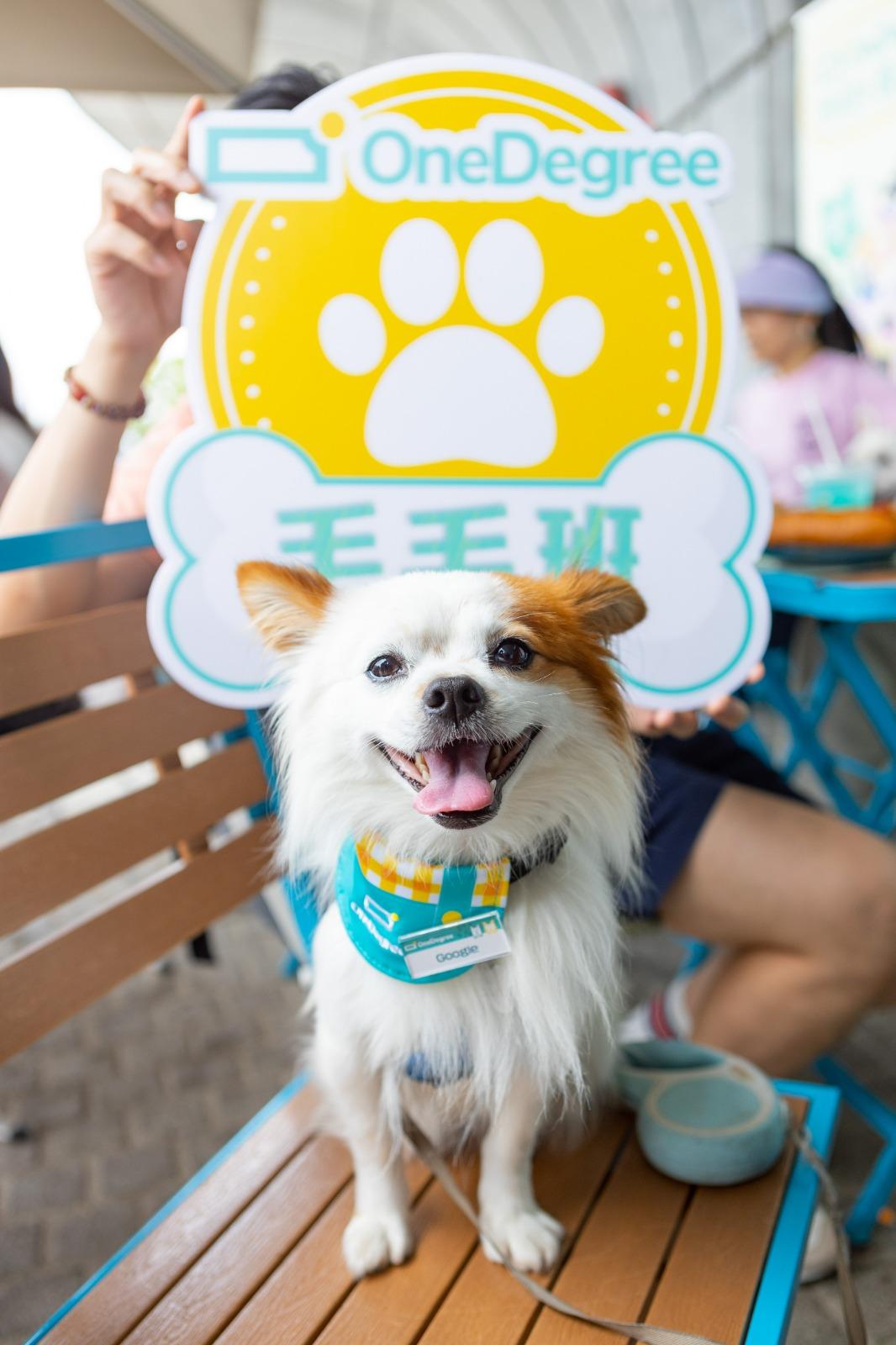 OneDegree全港唯一寵物CEO Plan®,是全港唯一不設細項賠償限額(sub-limit)的寵物保險,全年保障額最高港幣8萬元,涵蓋13週至11歲的貓貓及狗狗,為全港最長可投保年齡。