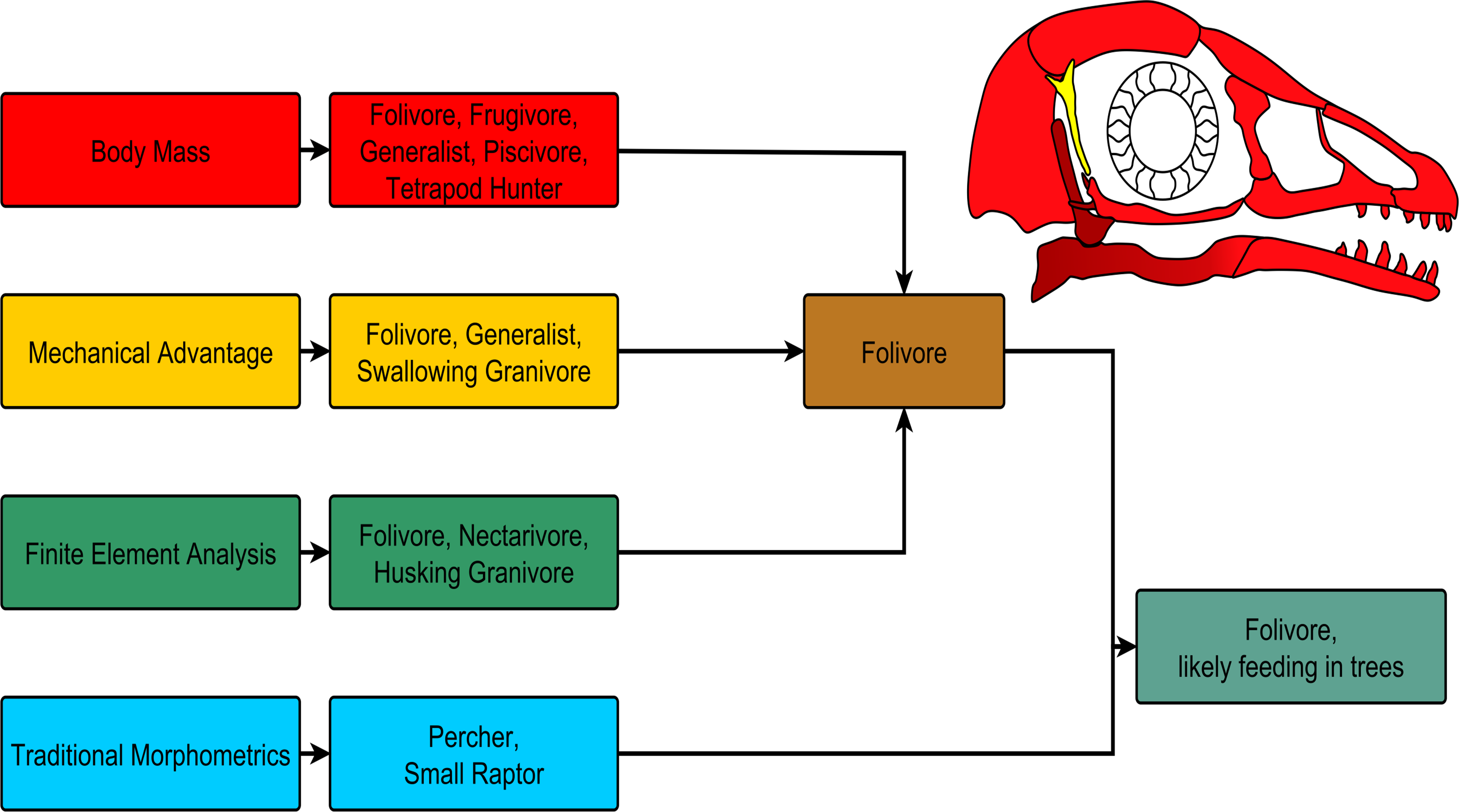 研究團隊結合四種研究方法分析早期渤海鳥科的化石,以了解牠們的飲食習性。右上角為渤海鳥科鳥類的頭骨模擬圖(Miller等人提供)