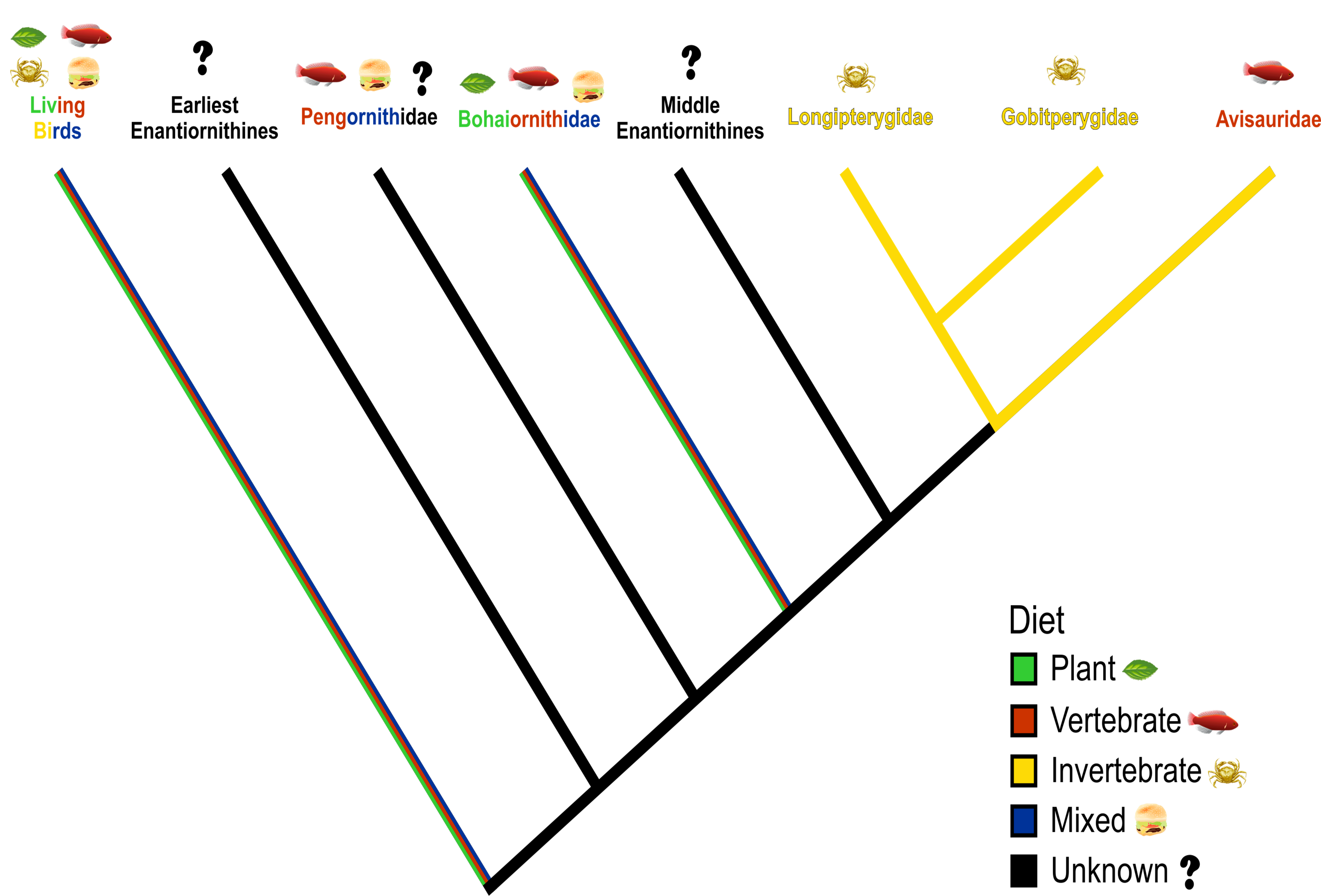 渤海鳥科、長翼鳥科和鵬鳥科的飲食習性由定量研究證據支持,其他科的則由定性研究的證據支持(Miller等人提供)