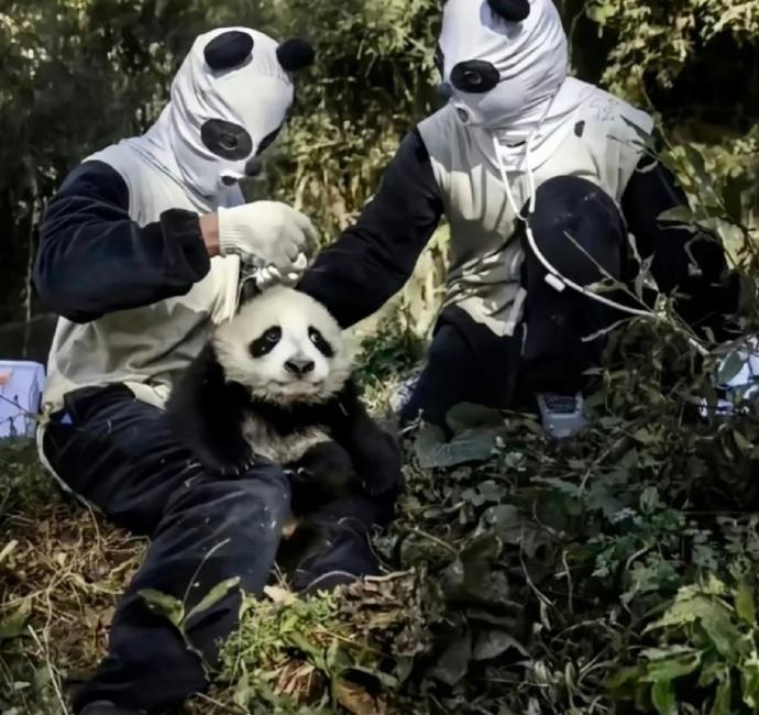 新小野因為不認識這「物種」而害怕,本能作出極力爭扎、吠叫、兩眼瞪得圓大,被貓粉倜侃「跟見鬼無分別」。(微博)