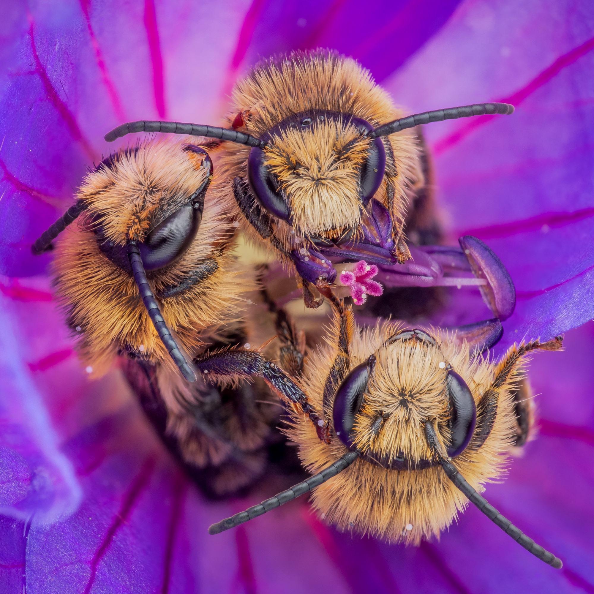 Guerlain特別與以拍攝昆蟲特寫聞名的Joris Vegter合作,展現蜜蜂之美。