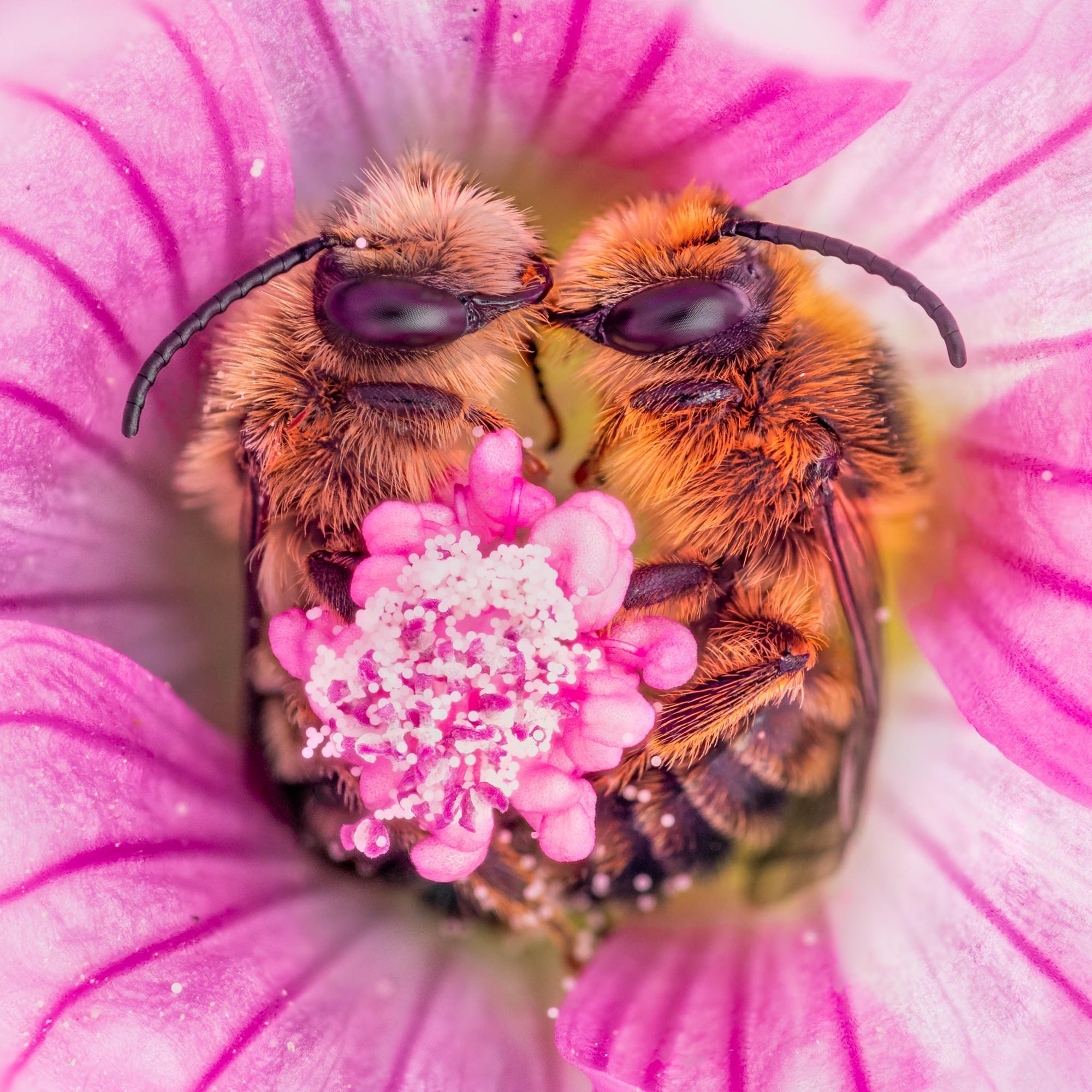 Guerlain特別與以拍攝昆蟲特寫聞名的Joris Vegter合作,展現蜜蜂之美。