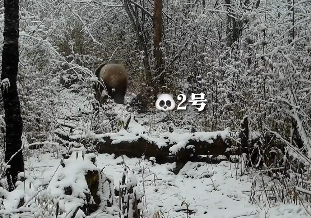 CCTV分別在不同日子拍到野生大熊貓出沒。(微博)