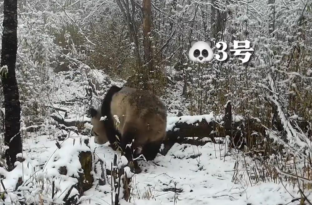 CCTV分別在不同日子拍到野生大熊貓出沒。(微博)