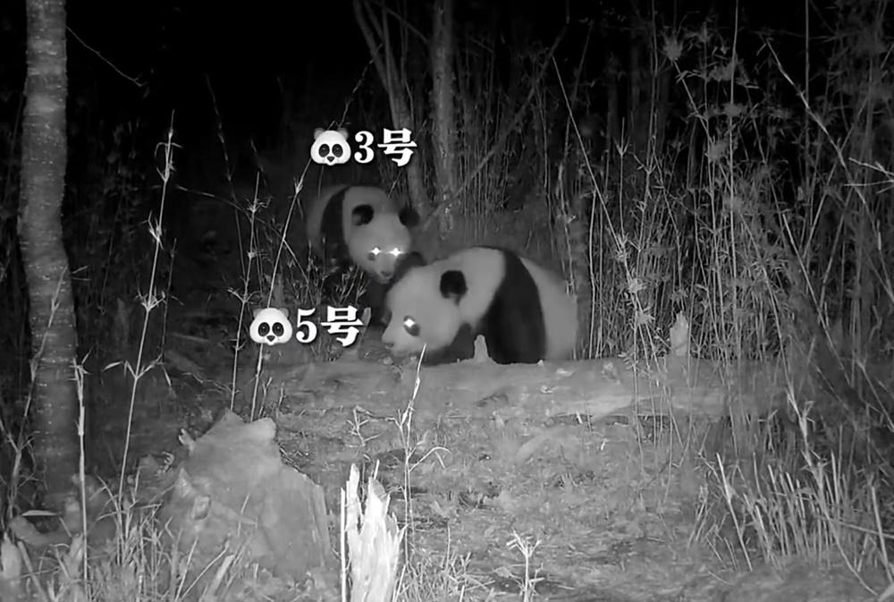 4月27日,更看到3號和5號同框出現,表現親暱,似乎找到伴侶了。(微博)