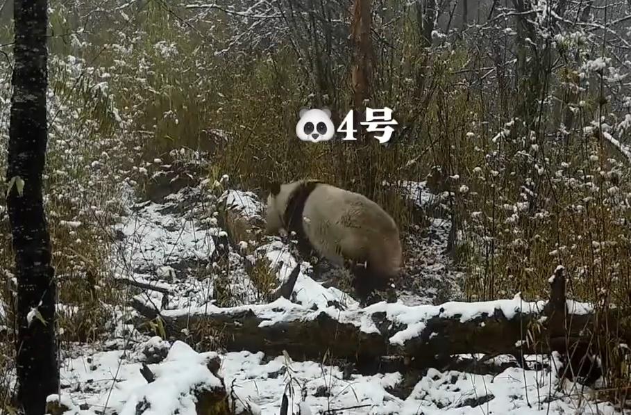 CCTV分別在不同日子拍到野生大熊貓出沒。(微博)