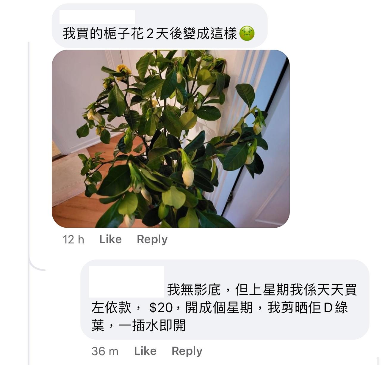 圖片來源:Facebook@淘寶鮮花