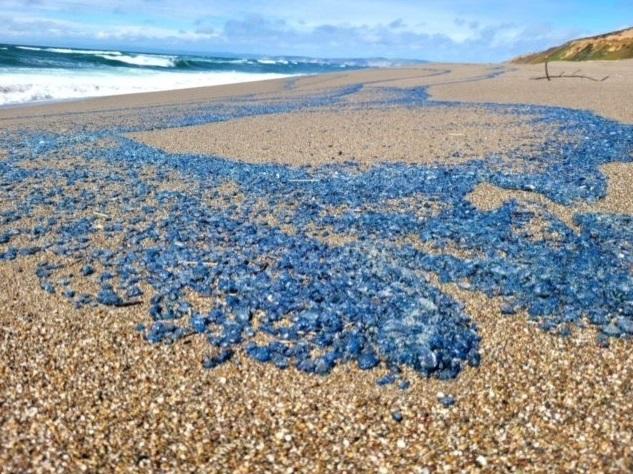 去年有大量帆水母被沖上加州海灘。(互聯網)