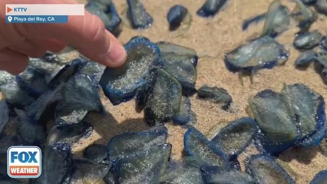去年有大量帆水母被沖上加州海灘。(互聯網)
