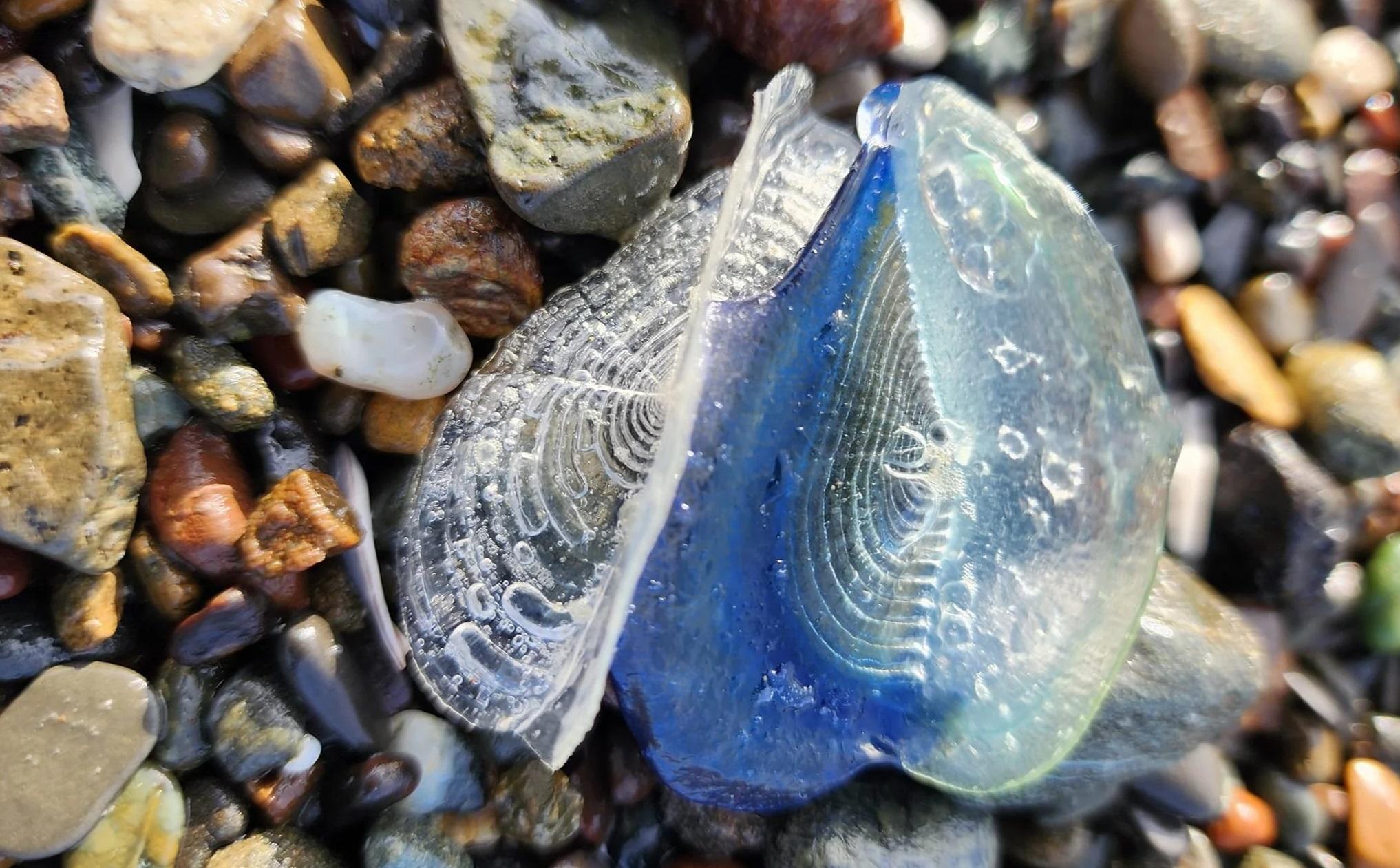 帆水母利用半透明、三角形的帆板,在海洋漂浮。(互聯網)